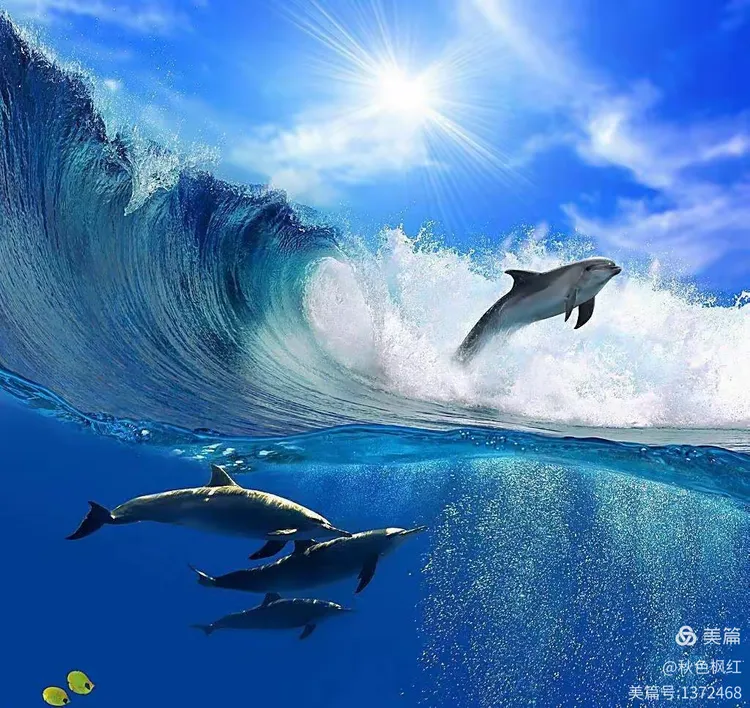 梦见鱼跃龙门，海豚之舞，探索梦境中的奥秘与启示